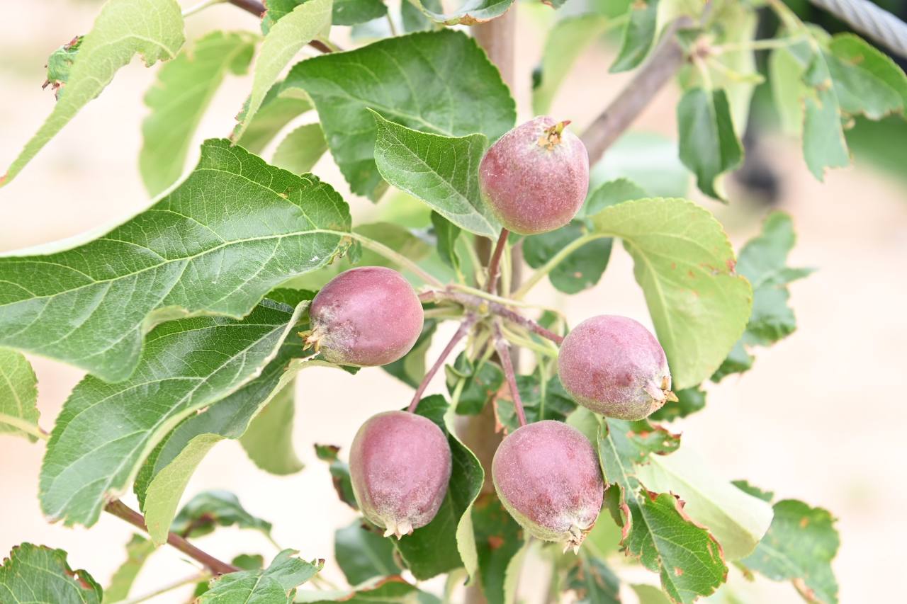 В Жанакорганском районе посажен яблоневый сад методом капельного орошения