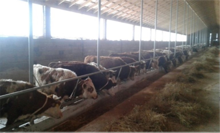 Feedlot for 3000 heads, the project of a feed mill.