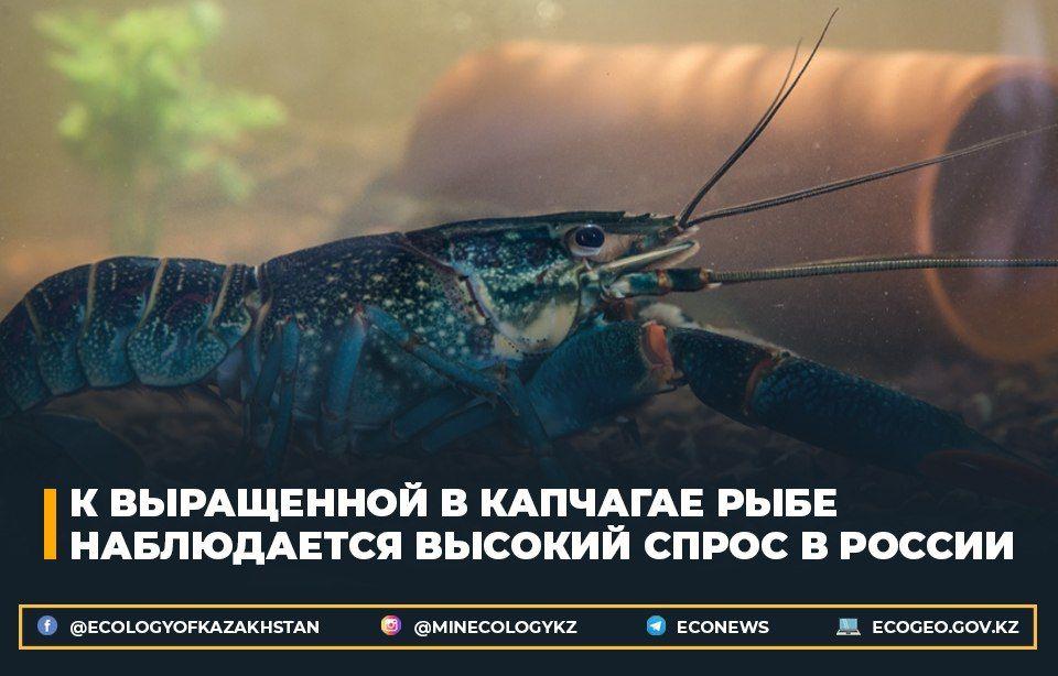 К выращенной в Капчагае рыбе наблюдается высокий спрос в России