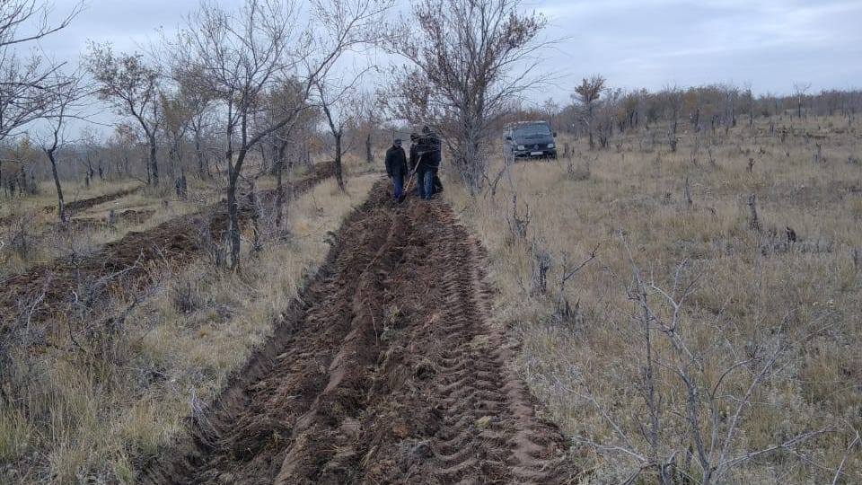 деревья караганды. караганда центральный парк фото. деревья караганды. высадка деревьев комплексное. караганда дерево фото.
