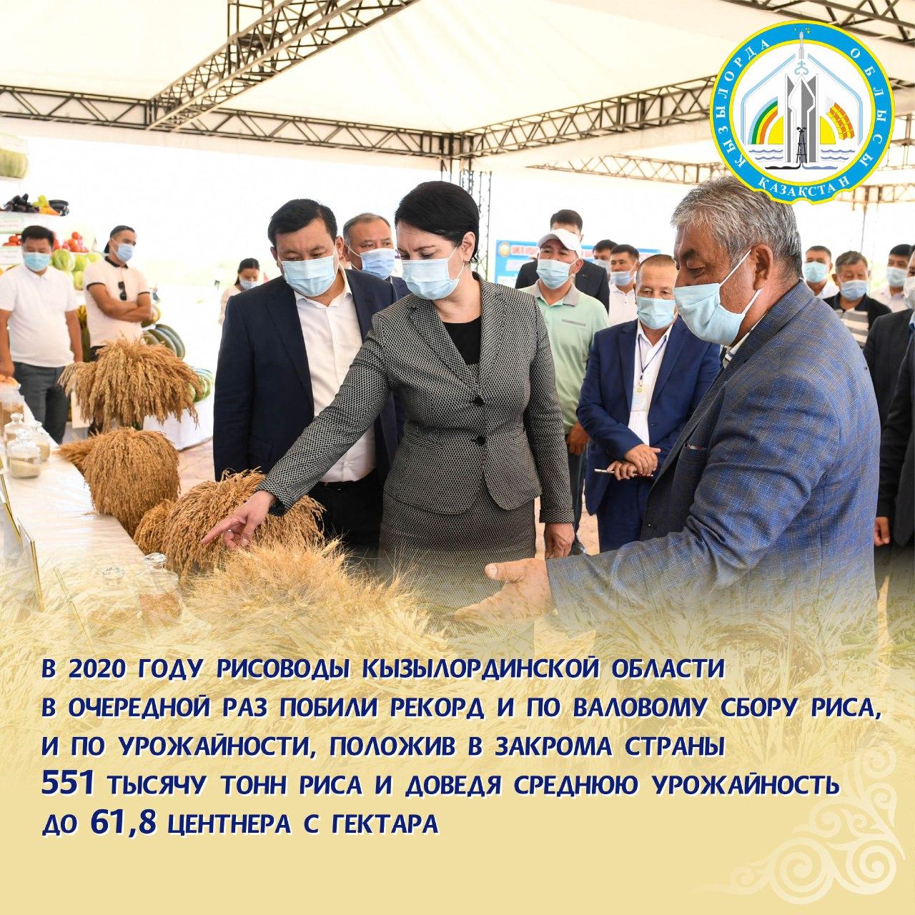 Новый рекорд по урожайности риса получили рисоводы Кызылординской области