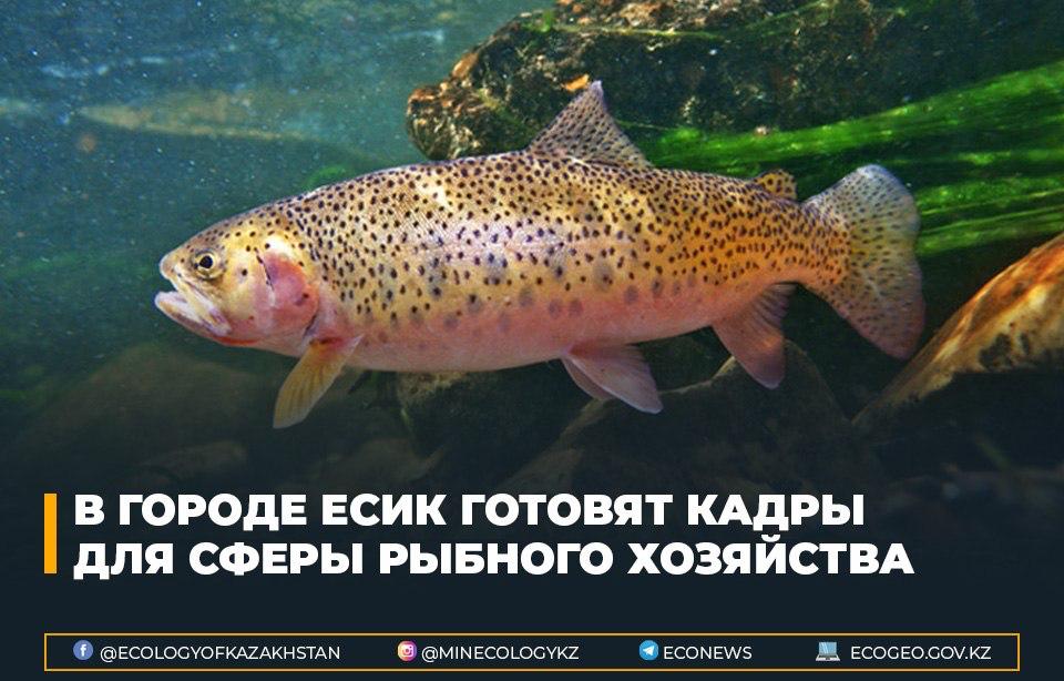 В городе Есик готовят кадры для сферы рыбного хозяйства