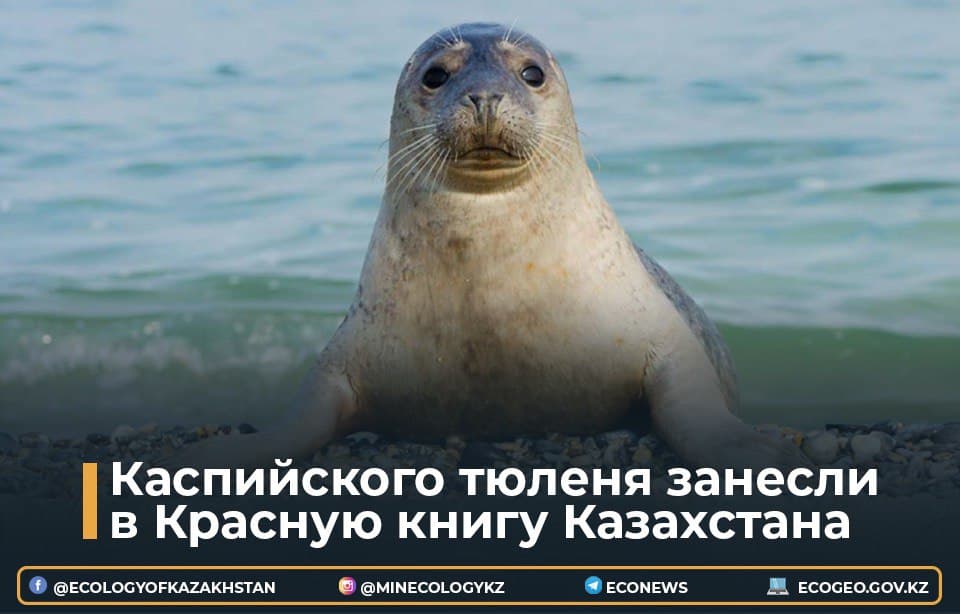 Глава Минэкологии Казахстана прокомментировал включение каспийского тюленя в Красную книгу