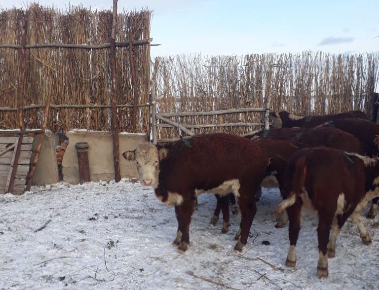 В Павлодарскую область привезли 100 голов крупного рогатого скота с Хакасии, РФ