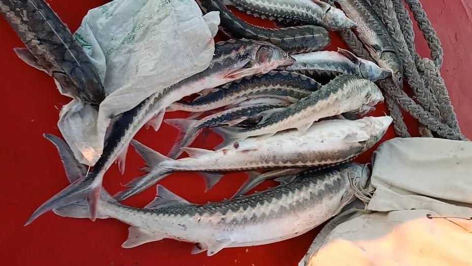 О результатах ОПМ по пресечению  браконьерской деятельности в акватории Каспия