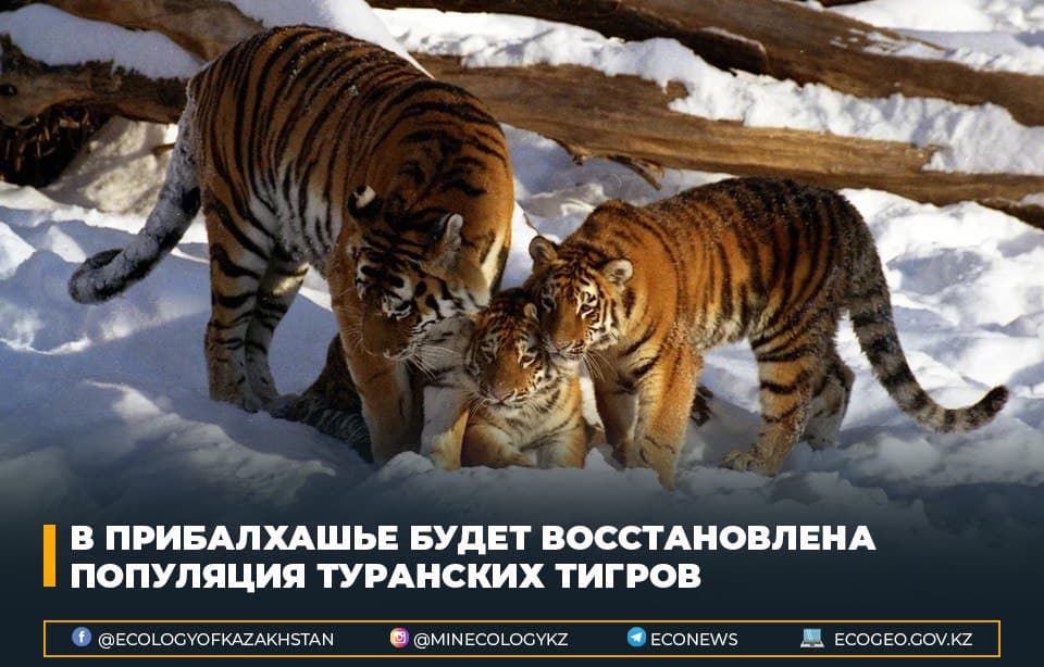 Балқаш маңындағы Тұран жолбарысының популяциясы қалпына келтіріледі