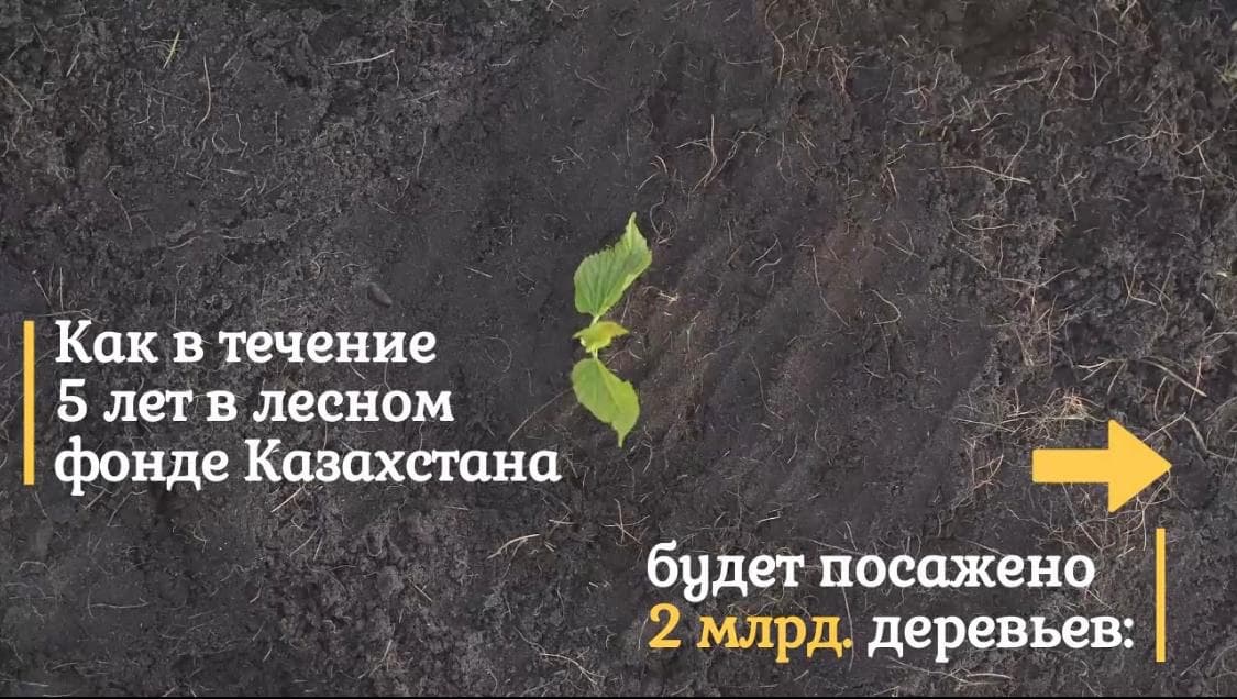 В течение 5 лет лесной фонд Казахстана будет пополнен на 2 млрд. деревьев