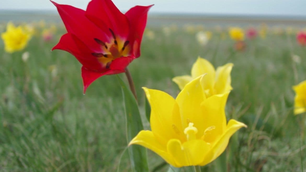 Қазақстанда Өсімдіктер әлемі туралы Заң жобасы әзірленді