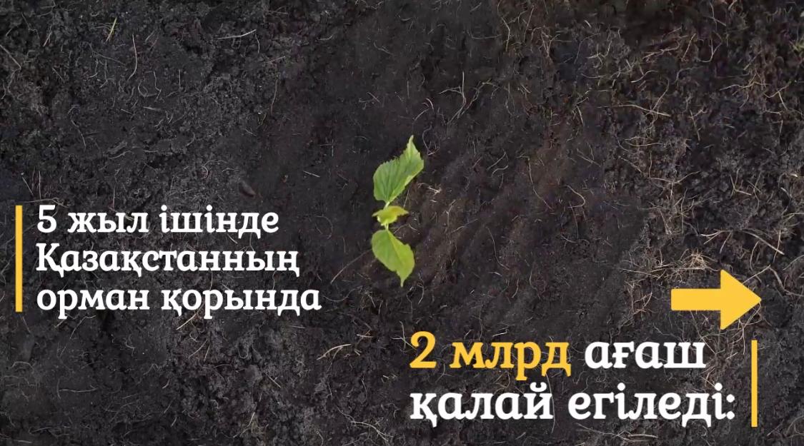 Қазақстанның орман қоры 5 жыл ішінде 2 млрд ағашпен толығады