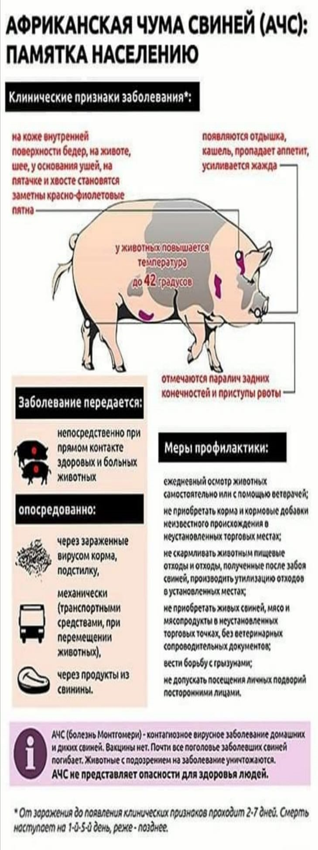 Назар  аударыңыз! Африка  шошқасы