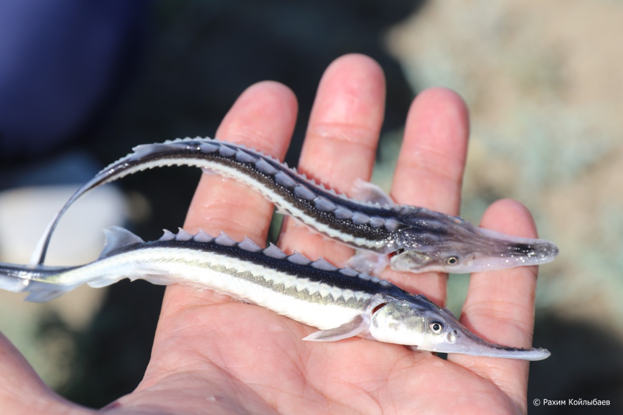 Воспроизводство рыбных запасов Урало-Каспийского бассейна