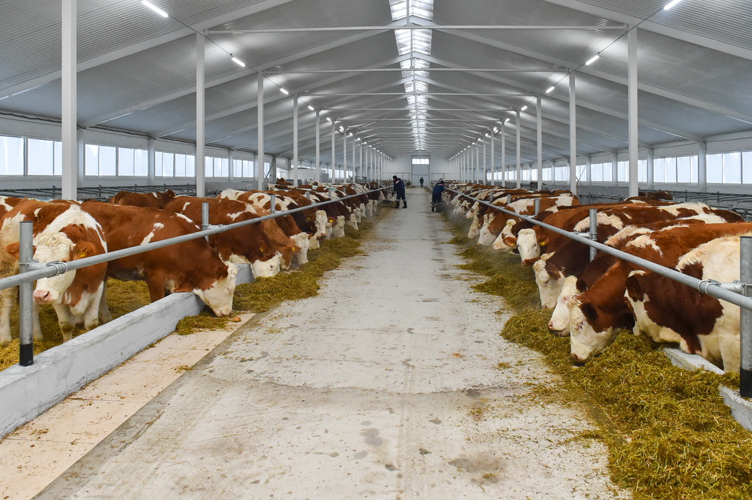 В СКО новая молочная ферма обеспечит молоком 10 тысяч казахстанцев