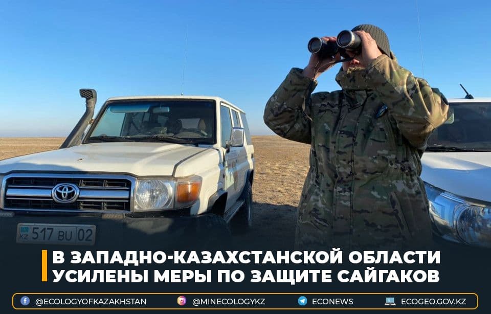 В Западно-Казахстанской области усилены меры по защите сайгаков