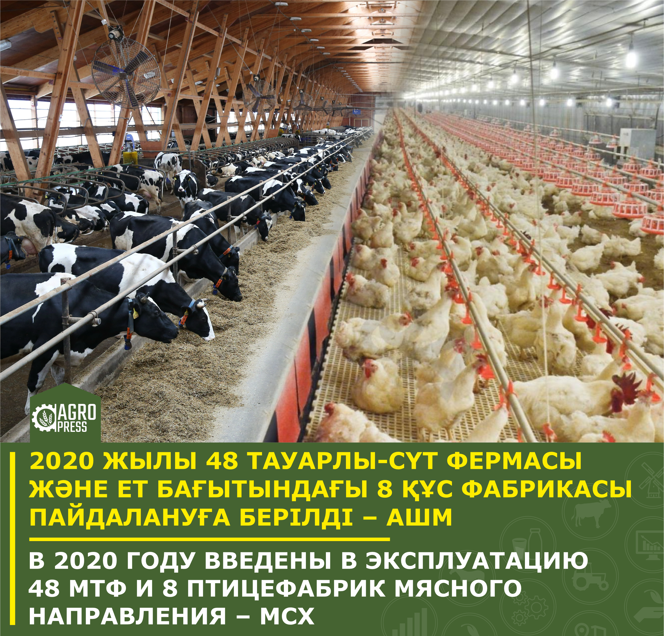 В 2020 году введены в эксплуатацию 48 МТФ и 8 птицефабрик мясного направления – МСХ