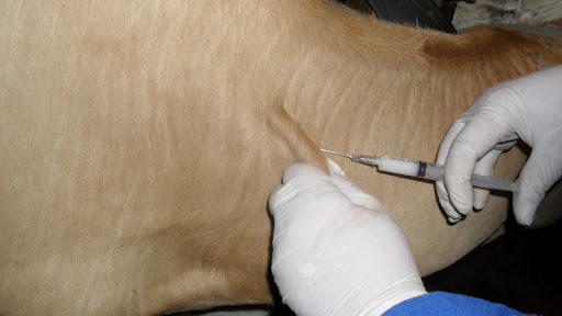 Prevention of especially dangerous diseases of farm animals is the main task of veterinary activity