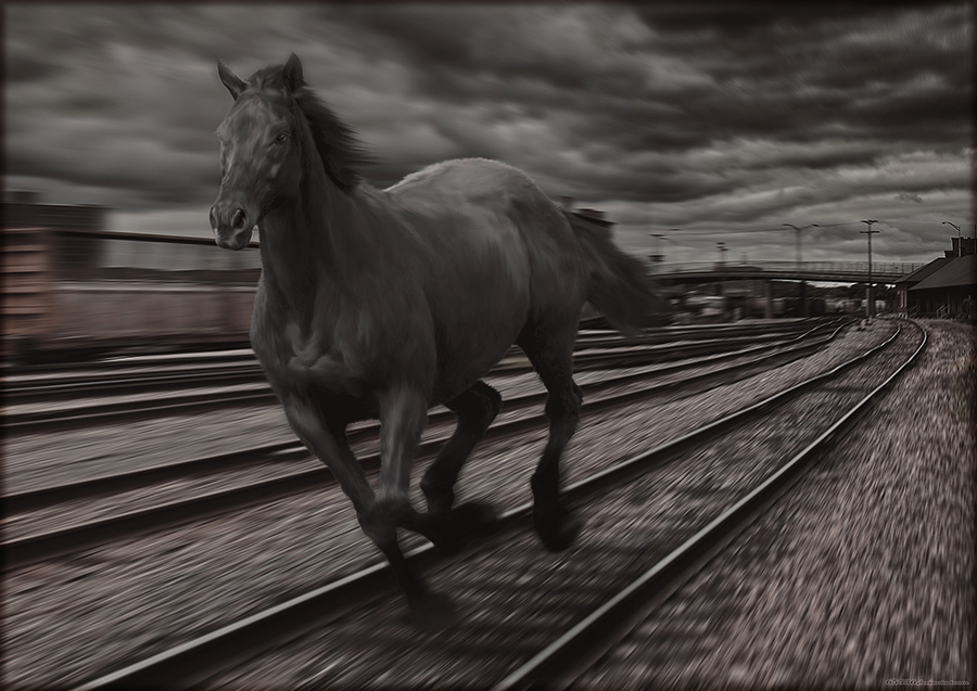 6 голов лошадей попали под поезд