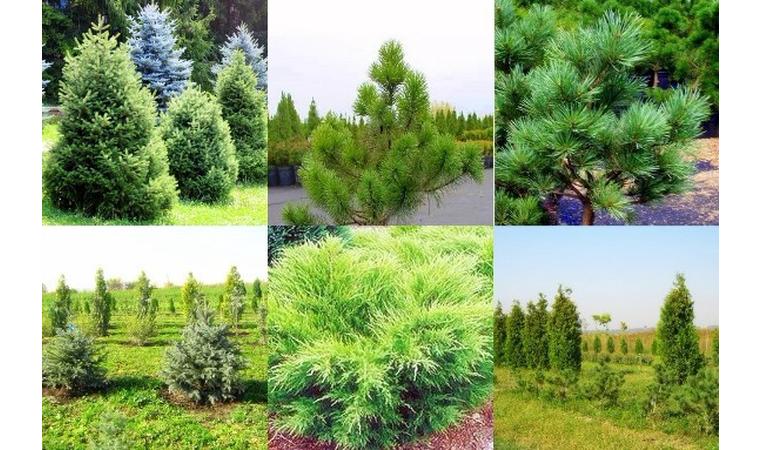 «Организация 200 га лесных питомников на территории города Шымкент»