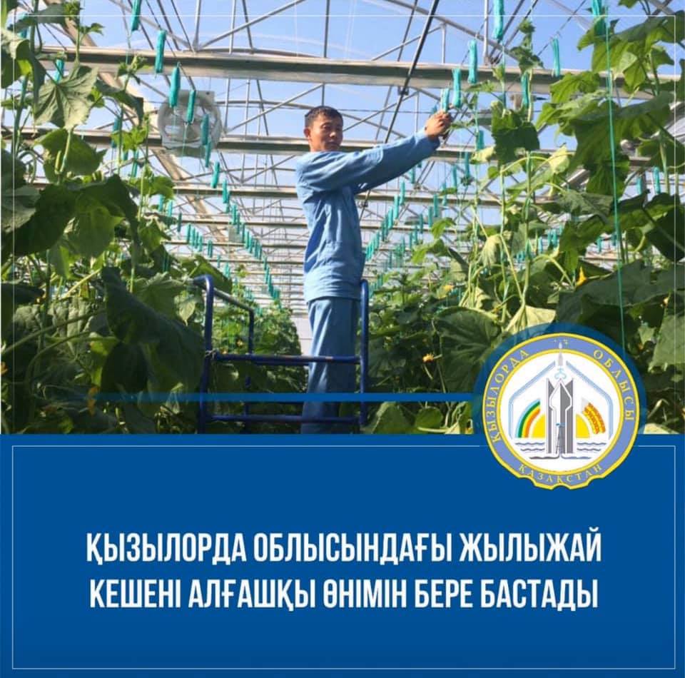 In the Kyzylorda region, they started collecting cucumbers.