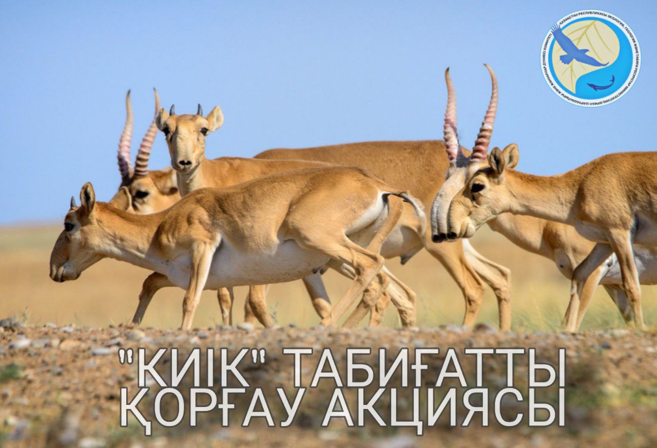 С 15 апреля стартует природоохранная акция "Сайгак"