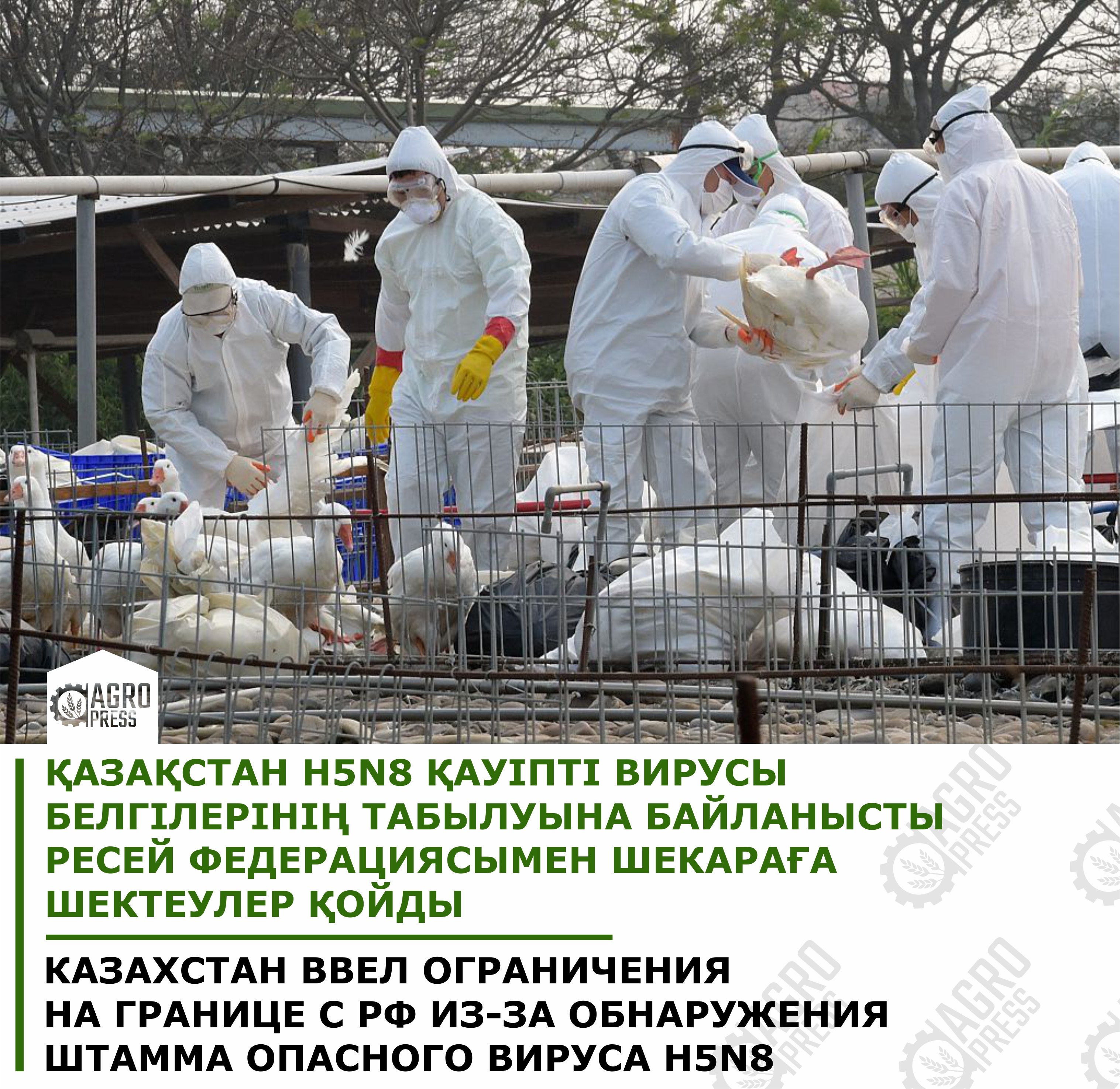 Қазақстан H5N8 қауіпті вирусы белгілерінің табылуына байланысты Ресей Федерациясымен шекараға шектеулер қойды