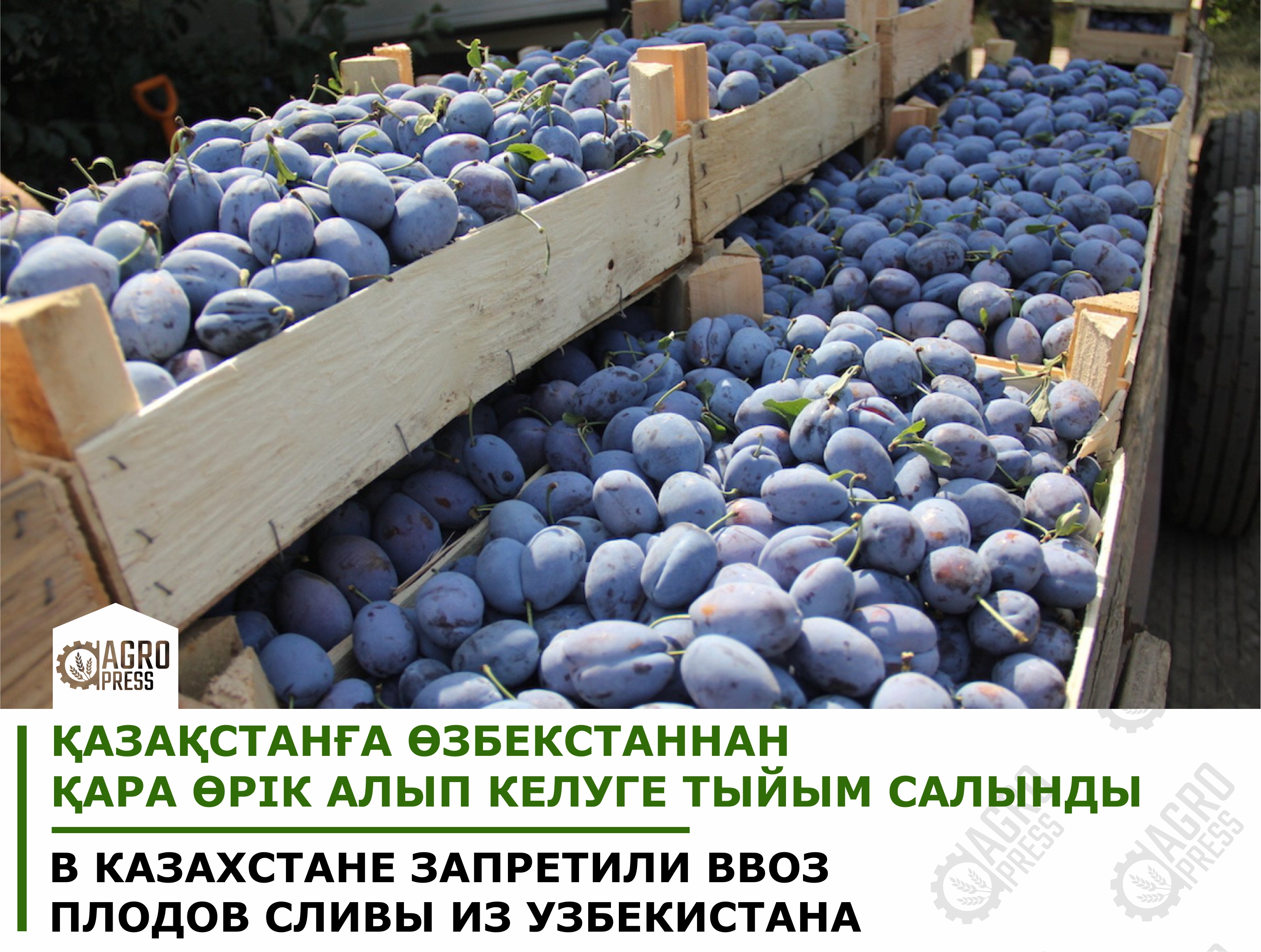 В Казахстане запретили ввоз плодов сливы из Узбекистана