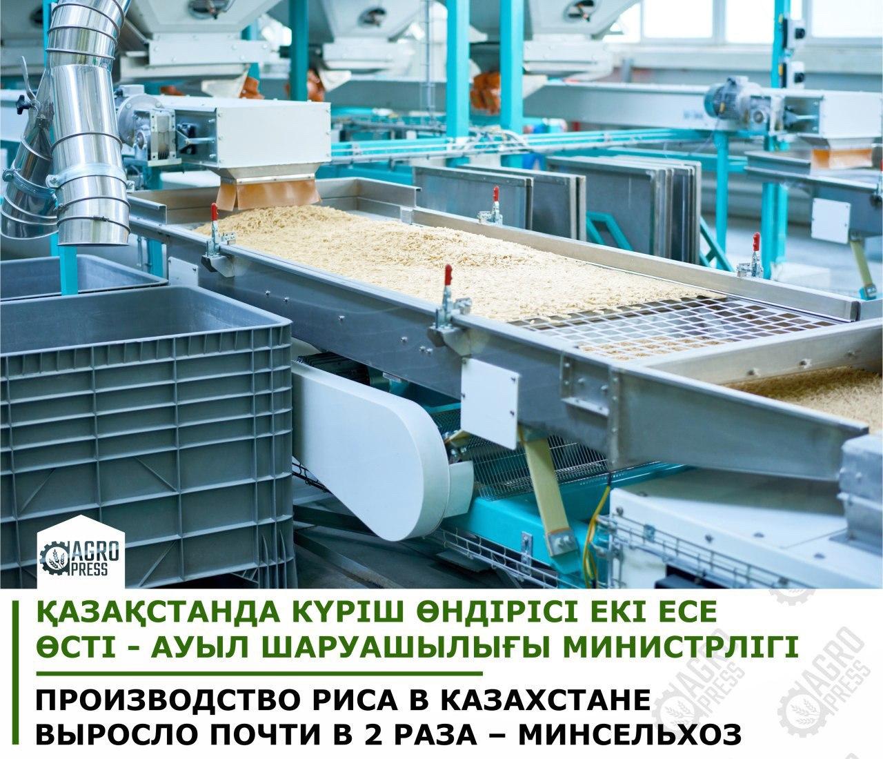 Производство риса