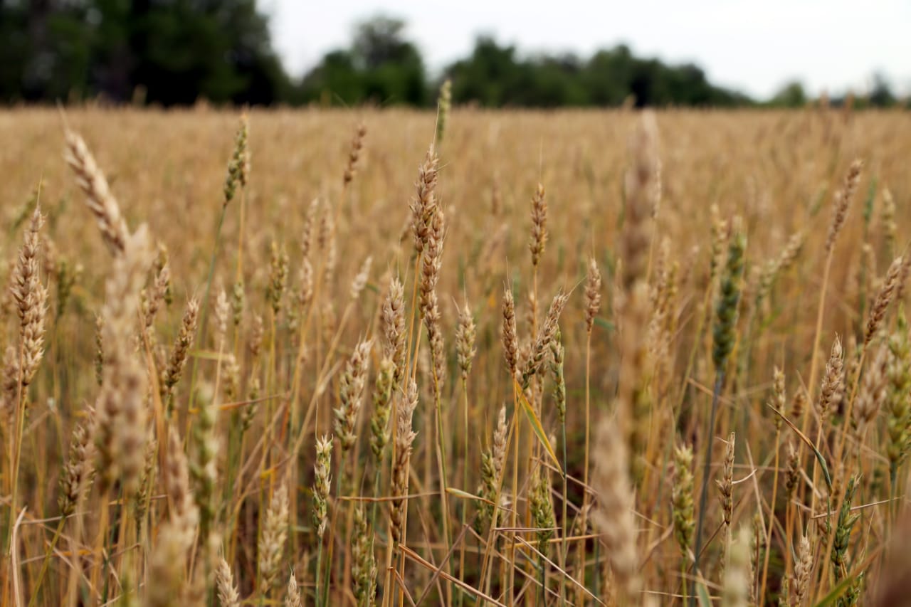 How agriculture is developing in the West Kazakhstan region