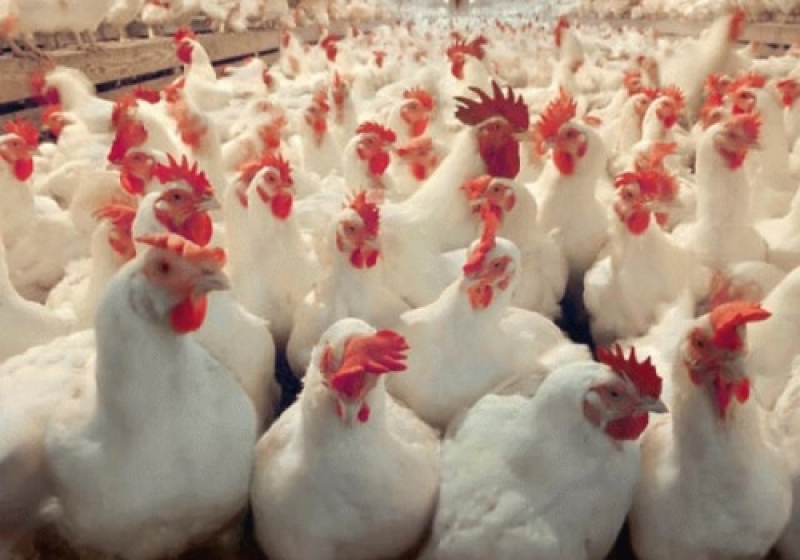 On the situation of avian influenza in the territory of Akmola region and measures taken to prevent the occurrence and spread of the disease