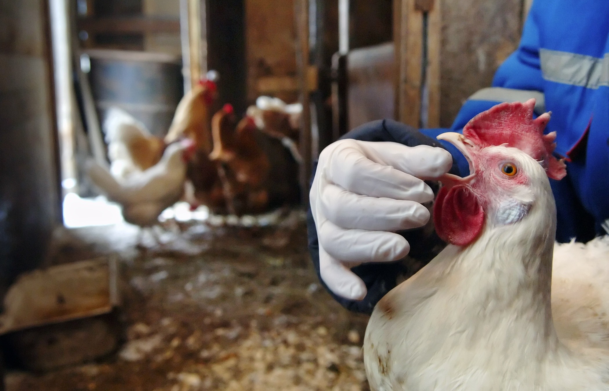 Эпизоотическая ситуация по птичьему гриппу в Жамбылской области стабильная