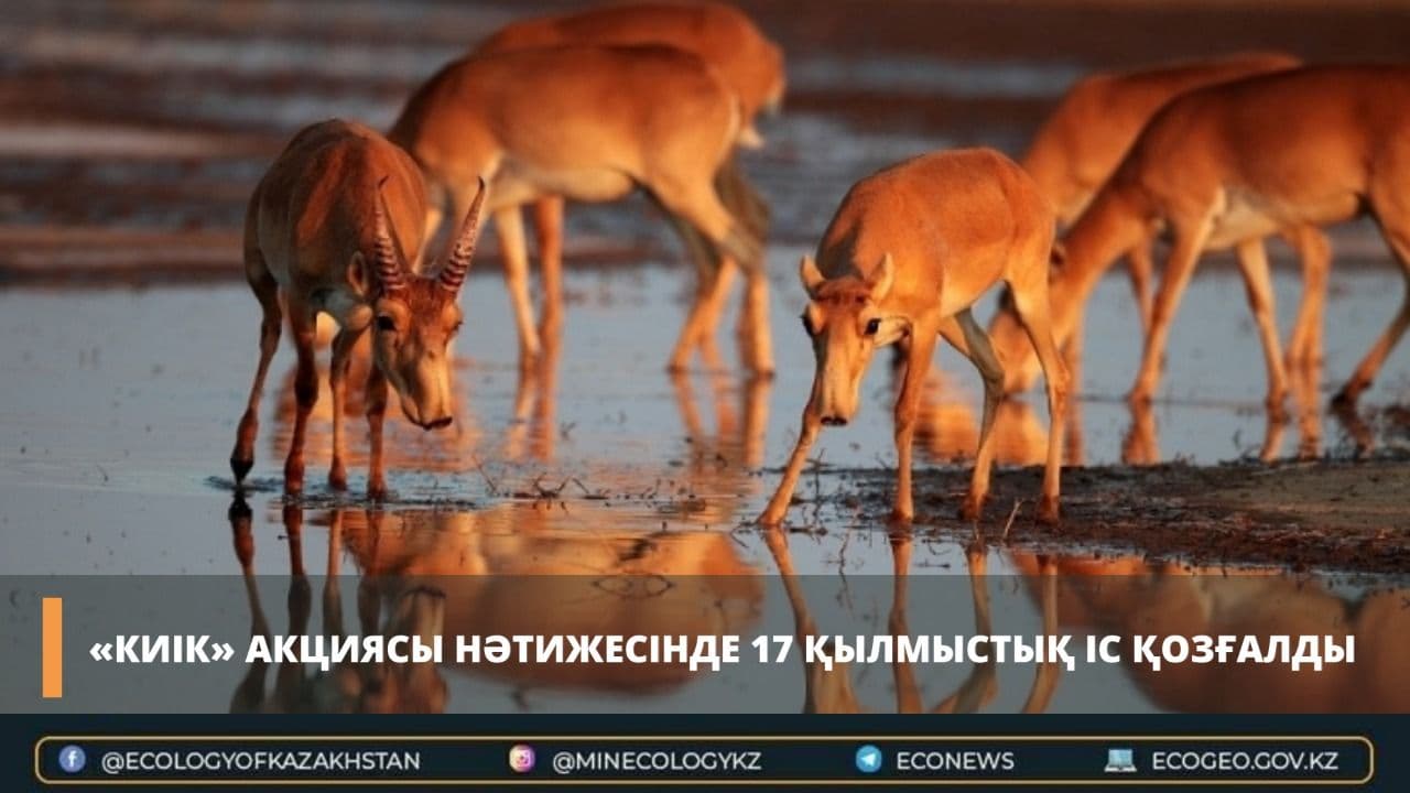 «Киік» акциясы нәтижесінде 17 қылмыстық іс қозғалды