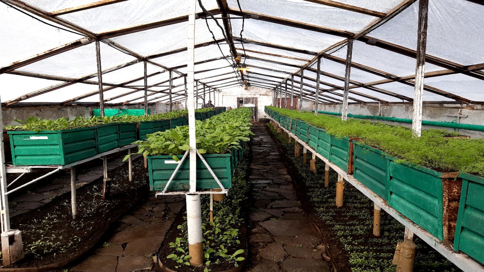 Овощи и зелень выращивает осужденный ВКО в 40-градусный мороз