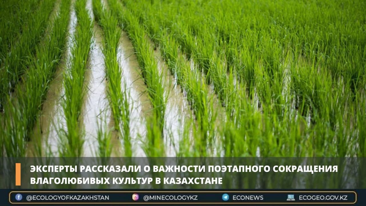 Эксперты рассказали о важности поэтапного сокращения влаголюбивых культур в Казахстане