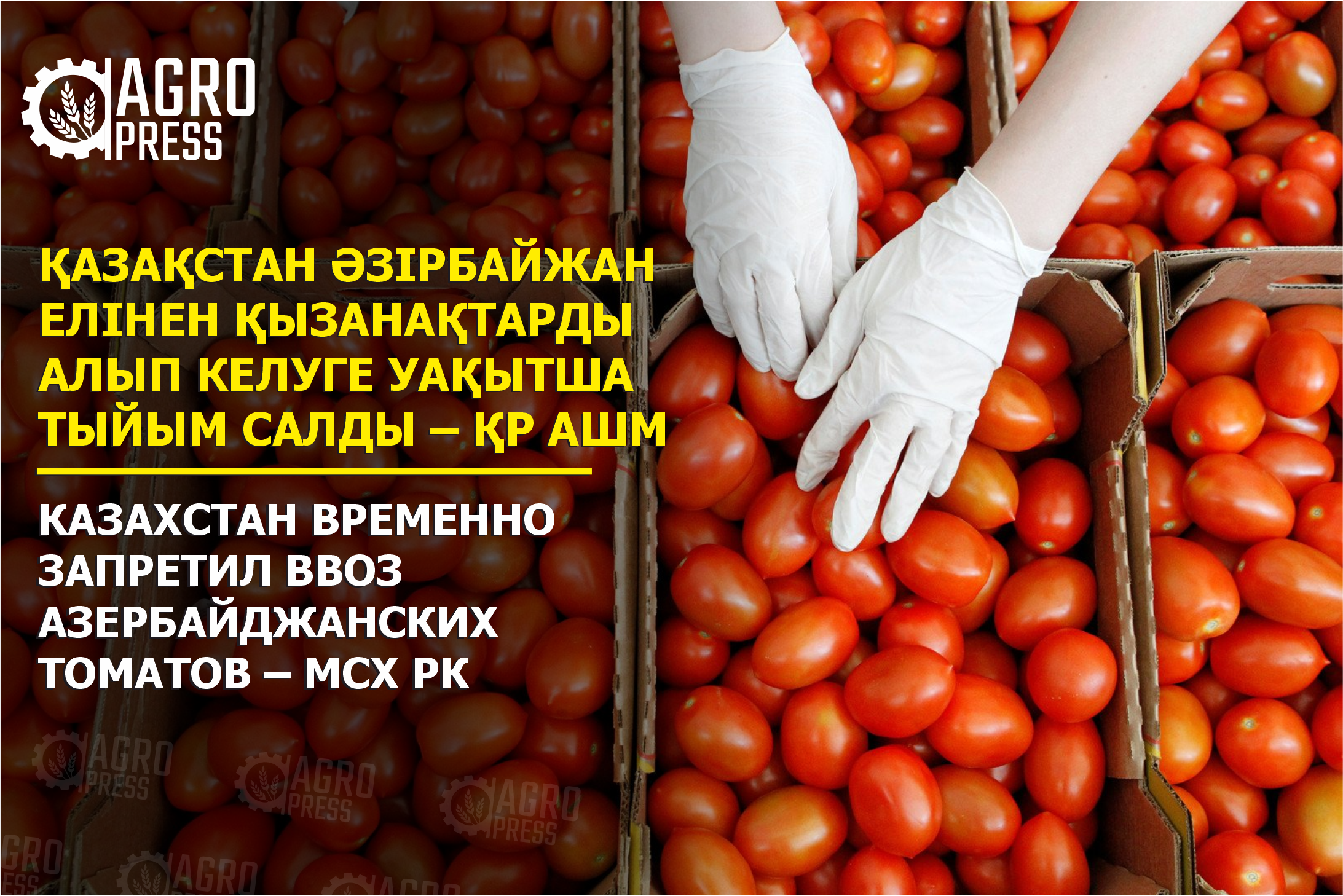 Казахстан временно запретил ввоз азербайджанских томатов – МСХ РК