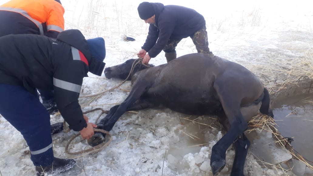 Спасатели вытащили  лошадь из ледяной воды
