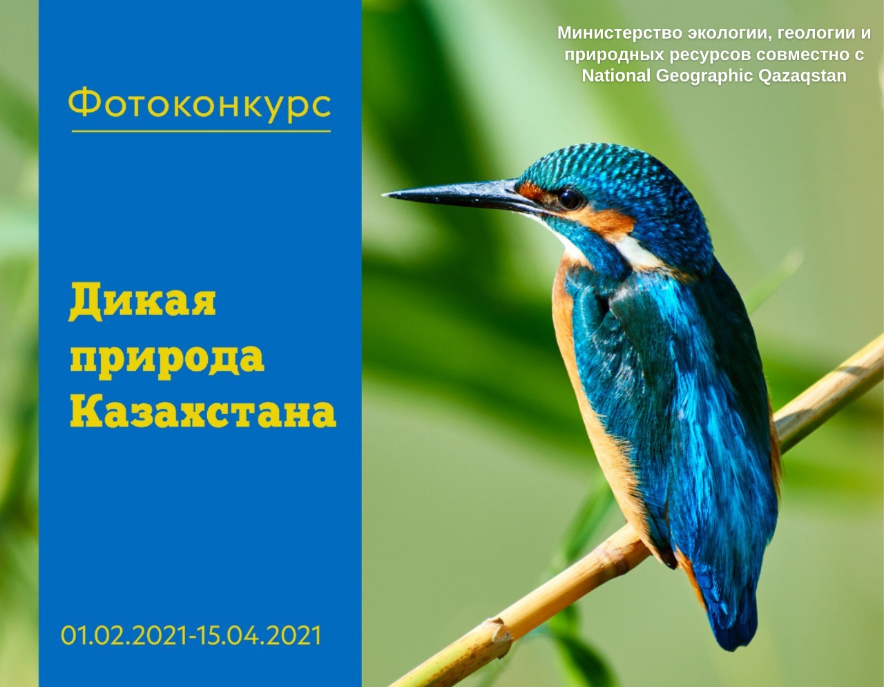Минэкологии и National Geographic Qazaqstan запускают фотоконкурс «Дикая природа Казахстана»
