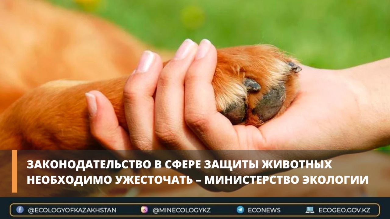 Законодательство в сфере защиты животных необходимо ужесточать – министерство экологии