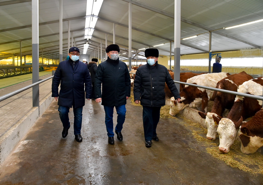 В Айыртауском районе запущена новая молочная ферма