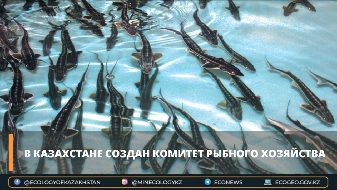 В Казахстане создан Комитет рыбного хозяйства