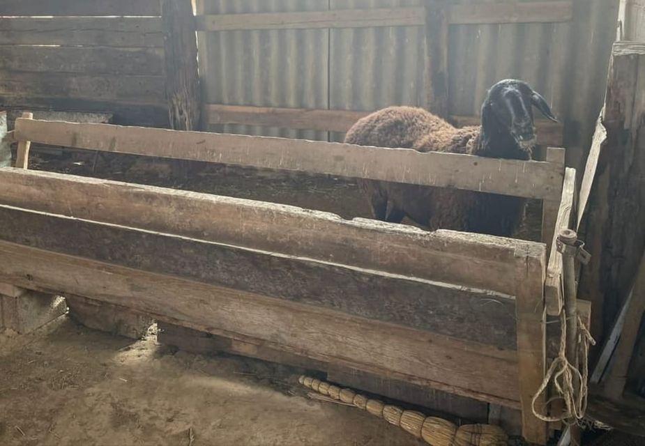 Түркістан облысында өзгенің 2 қойын жымқырып сатып, ақшасын құмар ойынға жұмсаған күдікті ұсталды