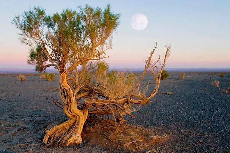 Ханшайымның аяғын сүю видеосы