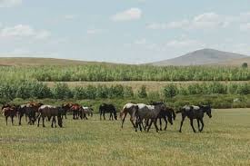 В Туркестанской области вынесли приговор скотокрадам, похитивших скот на 25 миллионов тенге