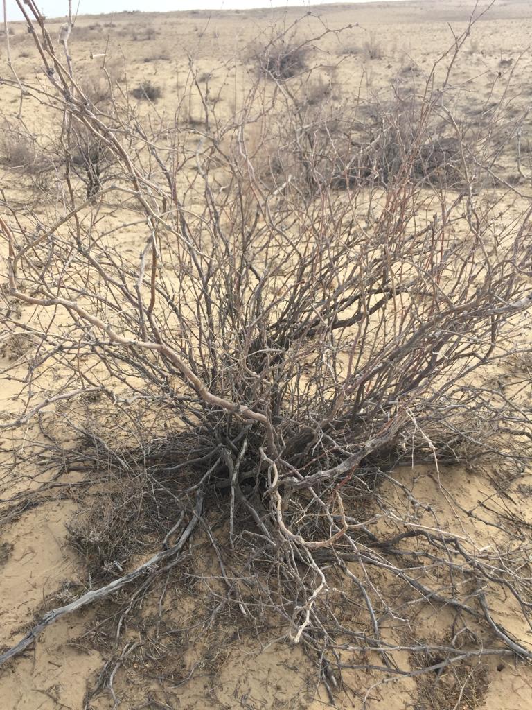 Анальды секс журналдарындағы порно фотолар