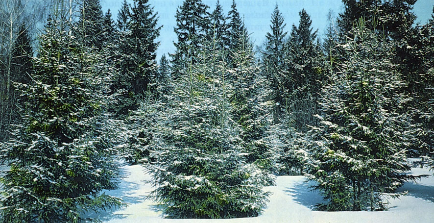 Мен порно жасай алмаймын, Дима.