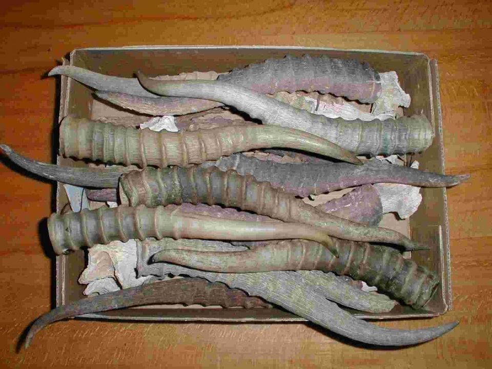 Пистинг видео