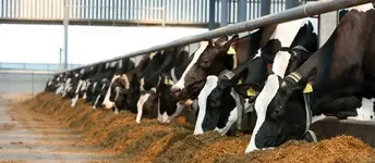 В Кызылординской области утвержден специальный план по заготовке кормов для скота