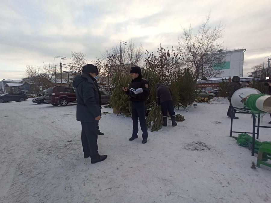 Қылқан жапырақты ағаштарды қорғау