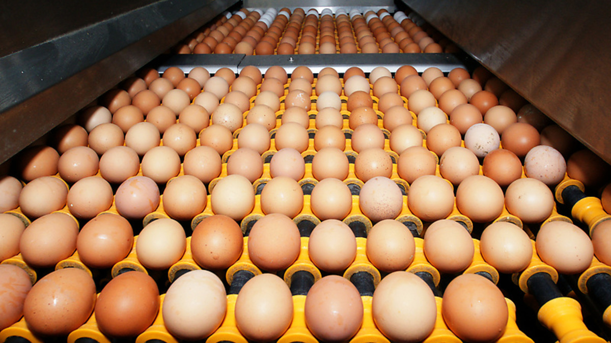 НАЧАТО РАССЛЕДОВАНИЕ В ОТНОШЕНИИ ПТИЦЕФАБРИК КАРАГАНДИНСКОЙ ОБЛАСТИ