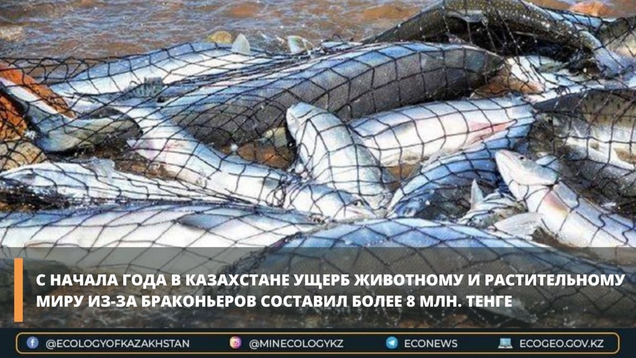 С начала года в Казахстане ущерб животному и растительному миру из-за браконьеров составил более 8 млн. тенге