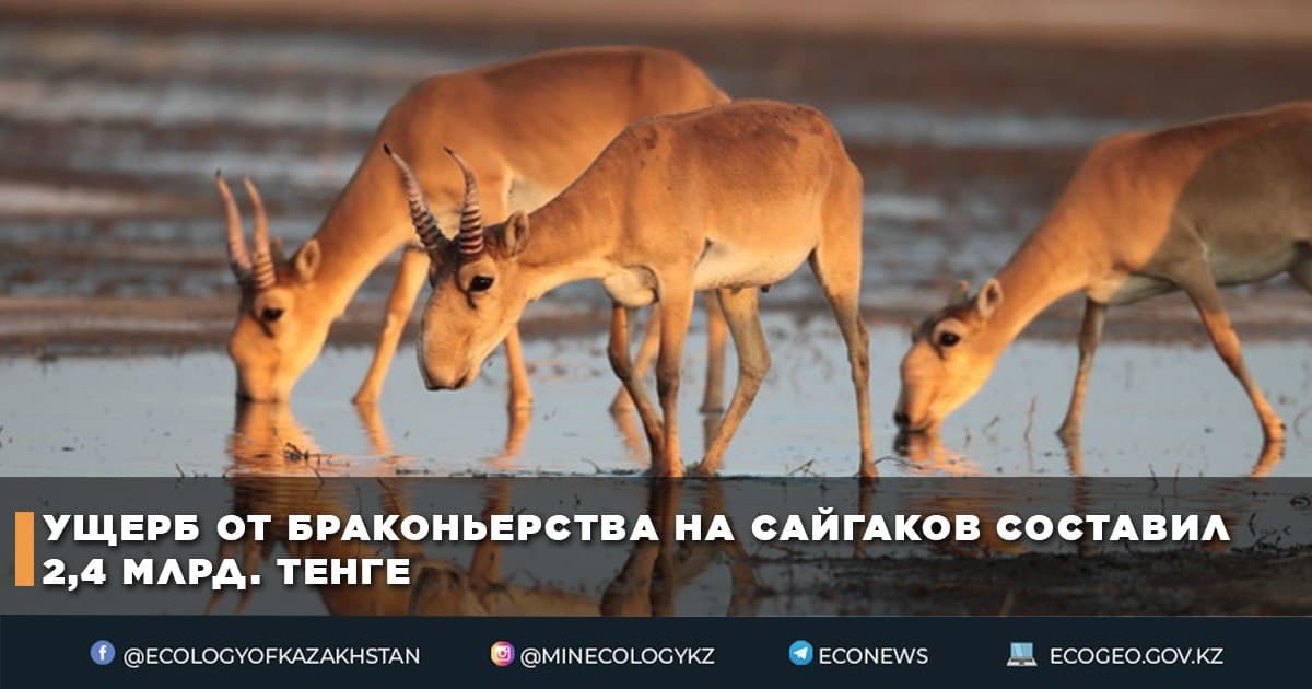 Ущерб от браконьерства на сайгаков составил 2,4 млрд. тенге
