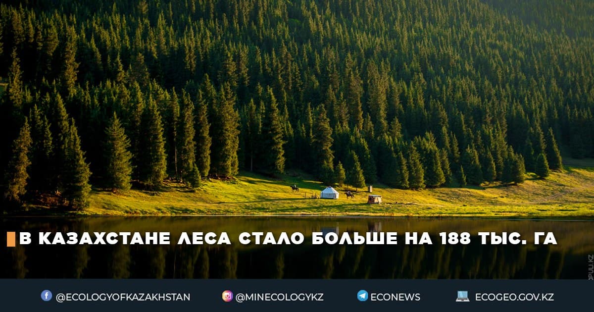 В Казахстане леса стало больше на 188 тыс. га